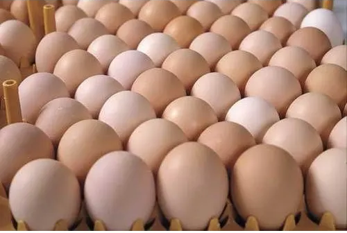 Hatching Egg Quality Check